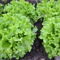 Photo of Lettuce Leaflet 2