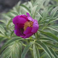 Photo of evasive peony 5