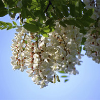 White acacia photo 5