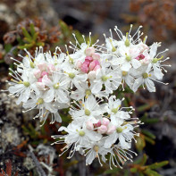 Photo of marsh rosemary