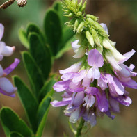 Photo of peglega (goat plant)