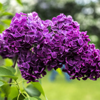 Photo of lilacs 3