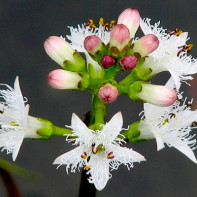 Photo of three-leafed faba faba 2