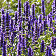 Photo of hyssop 2