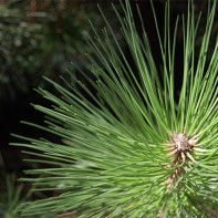 Photo of pine needles