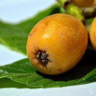 Photo of medlar