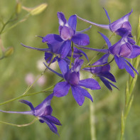 Fotografia larkspur 2