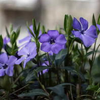 Μια εικόνα της κερασιάς periwinkle cornelian 5