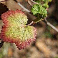 Fotografie de frunze de coacăze 5