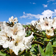 Fotografie a rododendronului caucazian 5