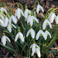 Photo of a snowdrop 5