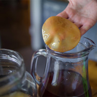 Tea mushroom photo 2