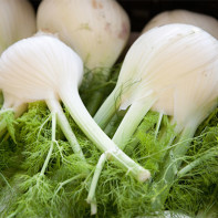 Fennel photo