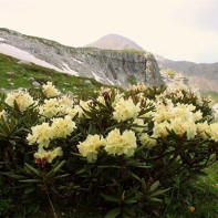 Fotografia kaukazského rododendronu