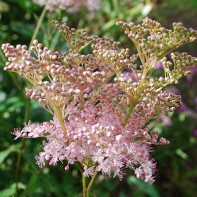 Photo of meadowsweet 5