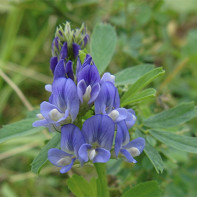 Photo of alfalfa