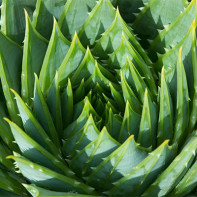 Photo of aloe 2