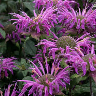 Monarda photo