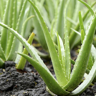 Fotografia aloe 4