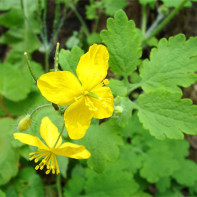 Photo of celandine 5