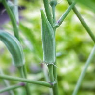 A okra 5 nuotrauka