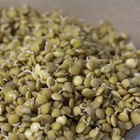 Photo of Sprouted Lentils