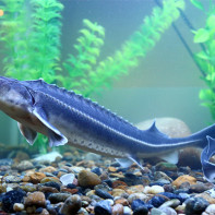 Nuotrauka Sturgeon 4