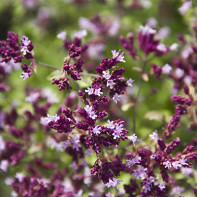 Photo of oregano 4