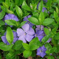 Periwinkle 4 nuotrauka