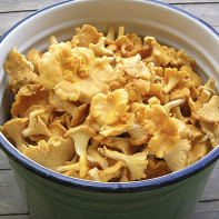 Photo of chanterelles mushrooms 6