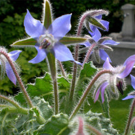 Fotografie de castravete de plante 2