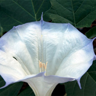 Εικόνες του datura 2