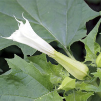 Εικόνες του datura