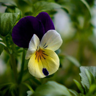 Fotografie de violet tricolor 5