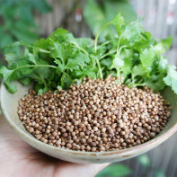 Photo of cilantro 5