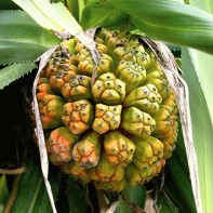 Photo of pandanus 3