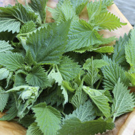 Nettle photo 4