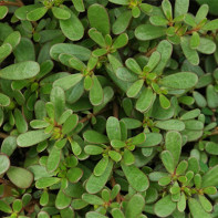 Φωτογραφία λαχανικών purslane 3