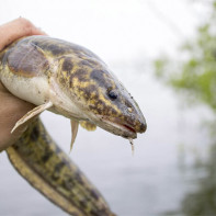 Fotografie de burbot