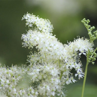 Photo of meadowsweet 2