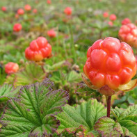 Fotografia Cloudberry 2