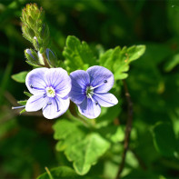 Vaistinės veronikos (Veronica officinalis) nuotrauka