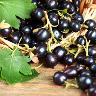 Photo of black currant 4