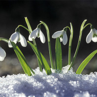 Fotografie de snowdrop 2