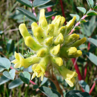 Astragalus fotografie 4