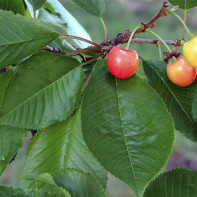 Photo cherries 6