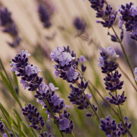 Fotografie lavanda