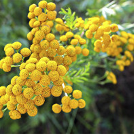 Photo of tansy 2