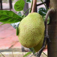 Foto Jackfruit 4