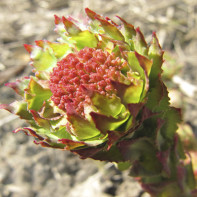 Photo of rhodiola 4